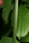 Crepis biennis / Wiesen-Pippau / Asteraceae / Korbblütengewächse