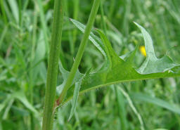 Crepis biennis / Wiesen-Pippau / Asteraceae / Korbbltengewchse