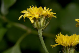 Crepis biennis / Wiesen-Pippau / Asteraceae / Korbbltengewchse