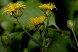 Crepis biennis / Wiesen-Pippau / Asteraceae / Korbbltengewchse