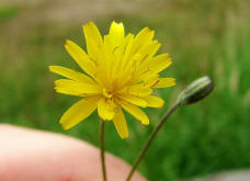 Crepis tectorum / Dach-Pippau / Mauer-Pippau / Asteraceae / Korbbltengewchse