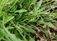 Crepis tectorum / Dach-Pippau / Mauer-Pippau / Asteraceae / Korbbltengewchse