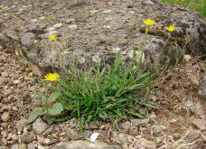 Crepis tectorum / Dach-Pippau / Mauer-Pippau / Asteraceae / Korbblütengewächse