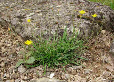 Crepis tectorum / Dach-Pippau / Mauer-Pippau / Asteraceae / Korbbltengewchse