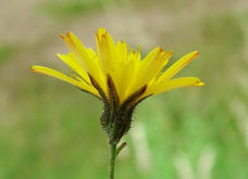 Crepis tectorum / Dach-Pippau / Mauer-Pippau / Asteraceae / Korbbltengewchse