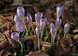 Crocus spec. / Gartenkrokus