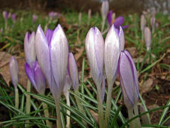 Crocus spec. / Gartenkrokus