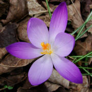 Crocus spec. / Gartenkrokus