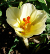 Crocus spec. / Gartenkrokus