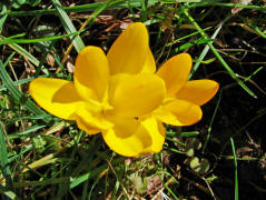 Crocus spec. / Gartenkrokus