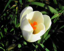 Crocus spec. / Gartenkrokus