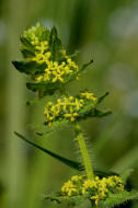 Cruciata laevipes / Gewöhnliches Kreuzlabkraut / Breitblättriges Kreuzlabkraut / Kreuz-Labkraut / Rubiaceae / Rötegewächse