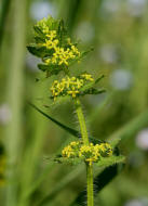 Cruciata laevipes / Gewhnliches Kreuzlabkraut / Breitblttriges Kreuzlabkraut / Kreuz-Labkraut / Rubiaceae / Rtegewchse