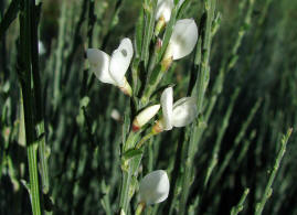 Cytisus multiflorus / Vielbltiger Geiklee / Fabaceae / Schmetterlingsbltengewchse