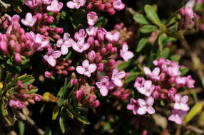 Daphne cneorum / Rosmarin-Seidelbast  / Heiderschen / Thymelaeaceae / Seidelbastgewche