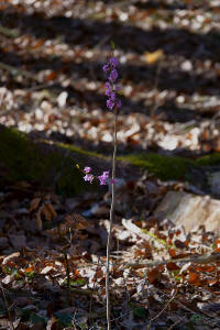 Daphne mezereum / Echter Seidelbast / Thymelaeaceae / Seidelbastgewäche