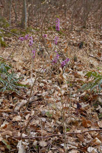 Daphne mezereum / Echter Seidelbast / Thymelaeaceae / Seidelbastgewche