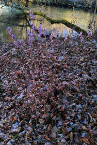 Daphne mezereum / Echter Seidelbast / Thymelaeaceae / Seidelbastgewche