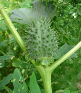 Datura stramonium / Stechapfel / Frucht / Solanaceae / Nachtschattengewchse