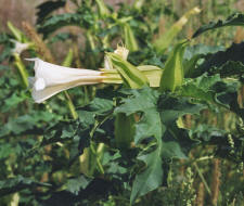 Datura stramonium / Stechapfel / Blte / Solanaceae / Nachtschattengewchse