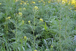 Descurainia sophia / Besenrauke / Sophienkraut / Brassicaceae / Kreuzbltengewchse