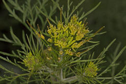 Descurainia sophia / Besenrauke / Sophienkraut / Brassicaceae / Kreuzbltengewchse