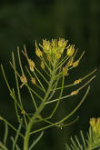 Descurainia sophia / Besenrauke / Sophienkraut / Brassicaceae / Kreuzbltengewchse