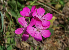 Dianthus carthusianorum / Karthuser-Nelke / Caryophyllaceae / Nelkengewchse