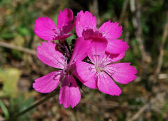 Dianthus carthusianorum / Karthuser-Nelke / Caryophyllaceae / Nelkengewchse