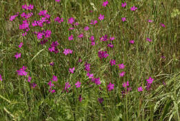 Dianthus carthusianorum / Karthuser-Nelke / Caryophyllaceae / Nelkengewchse