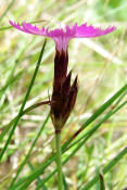 Dianthus carthusianorum / Karthuser-Nelke / Caryophyllaceae / Nelkengewchse