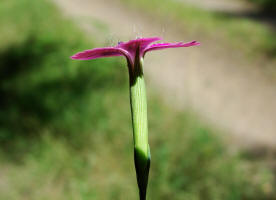 Dianthus deltoides / Heide-Nelke / Caryophyllaceae / Nelkengewchse