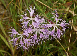 Dianthus superbus / Prachtnelke / Caryophyllaceae / Nelkengewchse