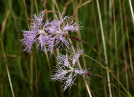 Dianthus superbus / Prachtnelke / Caryophyllaceae / Nelkengewchse