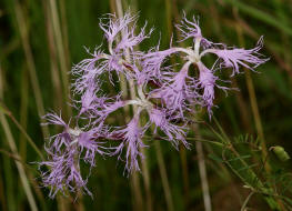 Dianthus superbus / Prachtnelke / Caryophyllaceae / Nelkengewchse