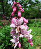 Dictamnus albus / Diptam / Rutaceae / Rautengewchse