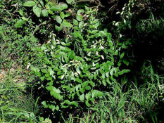 Dictamnus albus / Diptam (weißblühende Form) / Rutaceae / Rautengewächse
