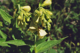 Digitalis grandiflora / Grobltiger Fingerhut / Plantaginaceae / Wegerichgewchse