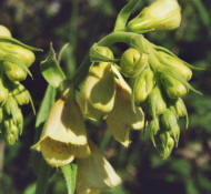 Digitalis grandiflora / Grobltiger Fingerhut / Plantaginaceae / Wegerichgewchse