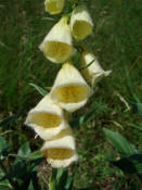 Digitalis grandiflora / Grobltiger Fingerhut / Plantaginaceae / Wegerichgewchse