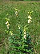 Digitalis grandiflora / Grobltiger Fingerhut / Plantaginaceae / Wegerichgewchse