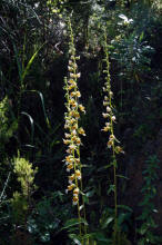 Digitalis laevigata subsp. graeca / Griechischer Fingerhut / Plantaginaceae / Wegerichgewchse