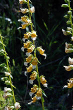 Digitalis laevigata subsp. graeca / Griechischer Fingerhut / Plantaginaceae / Wegerichgewchse