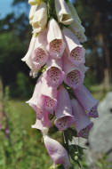 Digitalis purpurea / Roter Fingerhut / Plantaginaceae / Wegerichgewchse