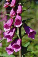 Digitalis purpurea / Roter Fingerhut / Plantaginaceae / Wegerichgewchse