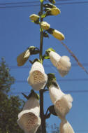 Digitalis purpurea / Roter Fingerhut / Plantaginaceae / Wegerichgewchse