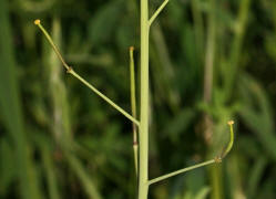 Diplotaxis tenuifolia / Schmalblttrige Doppelsame / Wilde Rauke / Brassicaceae / Kreuzbltengewchse