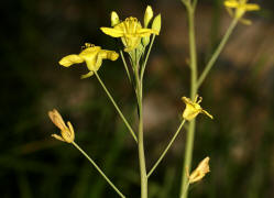 Diplotaxis tenuifolia / Schmalblttrige Doppelsame / Wilde Rauke / Brassicaceae / Kreuzbltengewchse