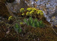 Draba aizoides / Immergrnes Felsenblmchen / Brassicaceae / Kreuzbltengewchse