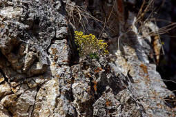 Draba aizoides / Immergrnes Felsenblmchen / Brassicaceae / Kreuzbltengewchse